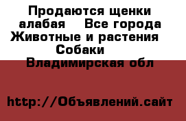 Продаются щенки алабая  - Все города Животные и растения » Собаки   . Владимирская обл.